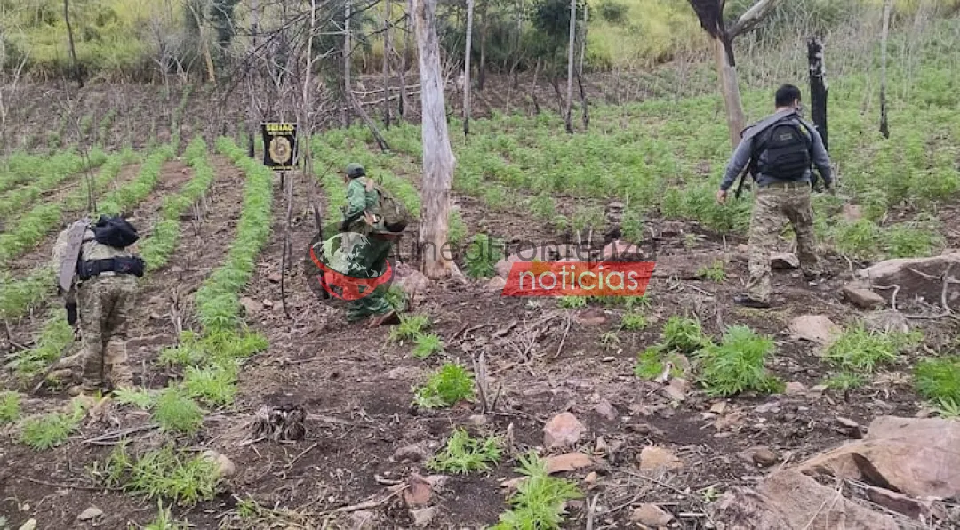 Importante golpe al narcotráfico en Amambay