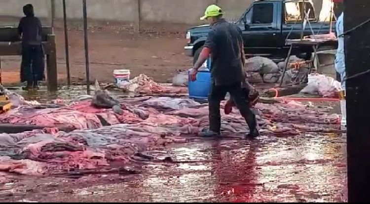 Clausuran matadero municipal de Pedro Juan Caballero