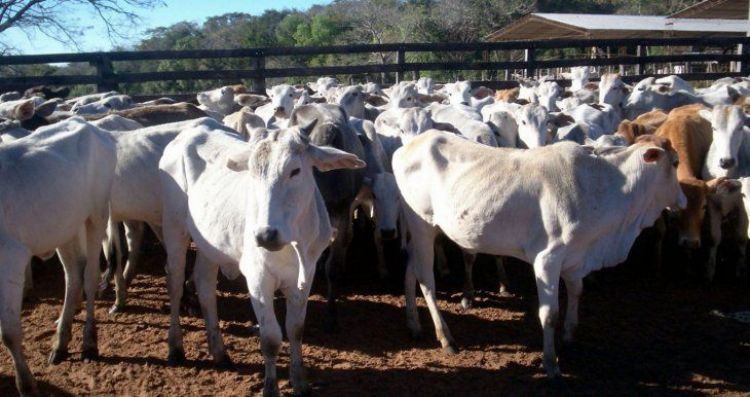 ARP estima reducción de hato ganadero en 200.000 por la sequía