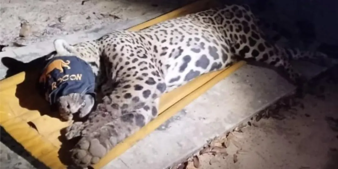 Brasil: Jaguar capturado por la policía ambiental tras ataque fatal en la región de Touro Morto en Aquidauana