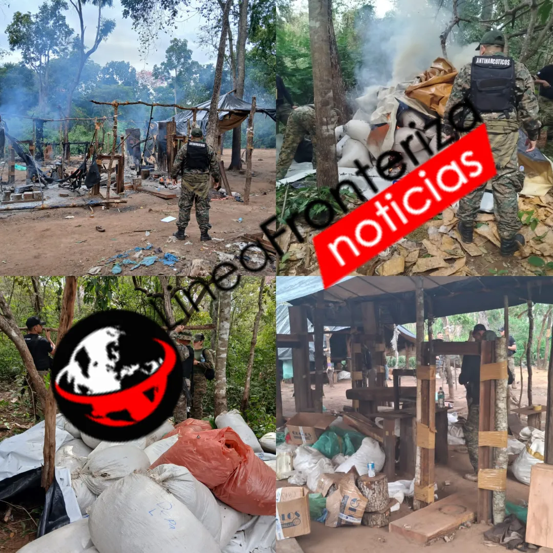 Destruyen 700 kilos de marihuana y campamento narco en Bella Vista Norte