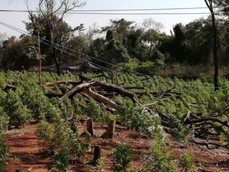 Destruyen 60 hectáreas de marihuana Creespy y detienen a 6 personas