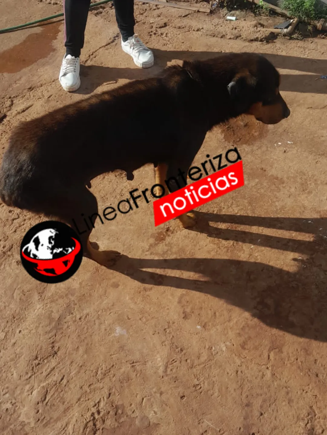 Bebé de un año sufre mordedura de perro en un inquilinato de Pedro Juan Caballero