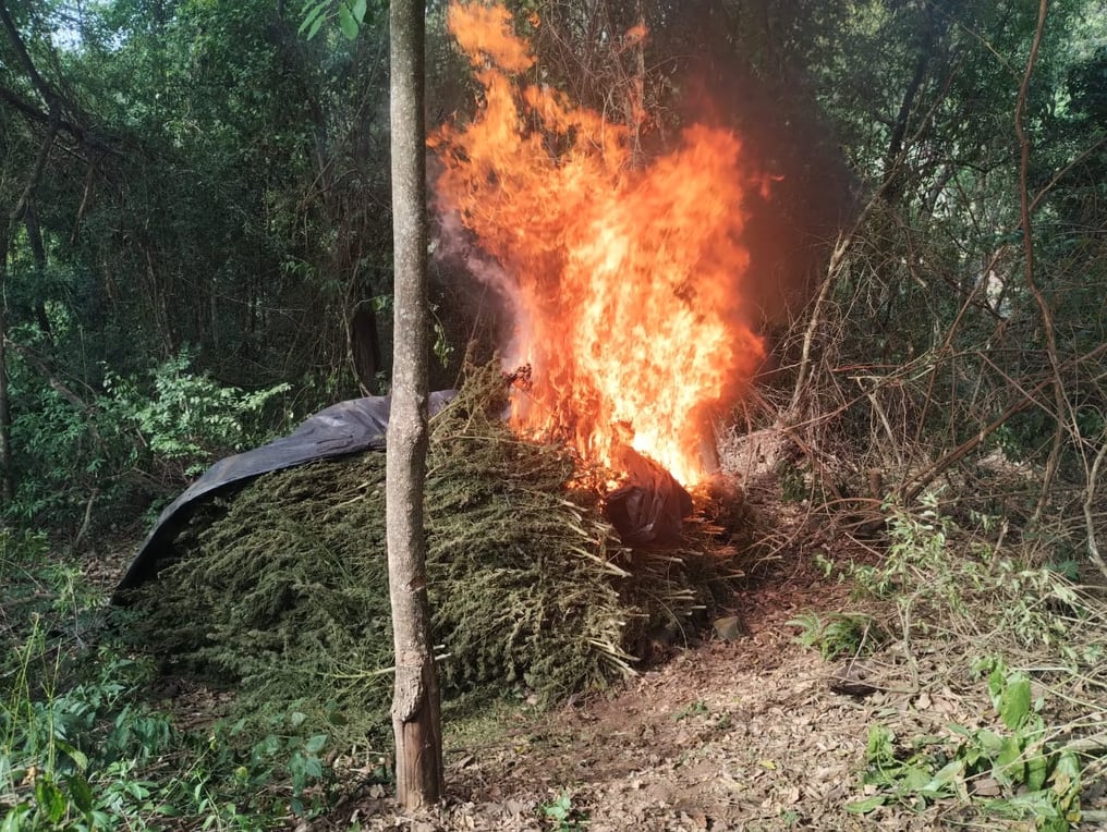 Eliminan 88 toneladas de marihuana en Amambay