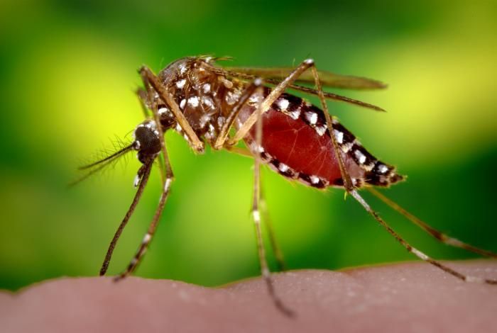 Crece preocupación en Salud por aumento de chikungunya