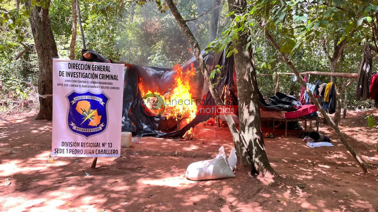 Allanan establecimiento rural y destruyen 7 hectáreas de marihuana en Amambay