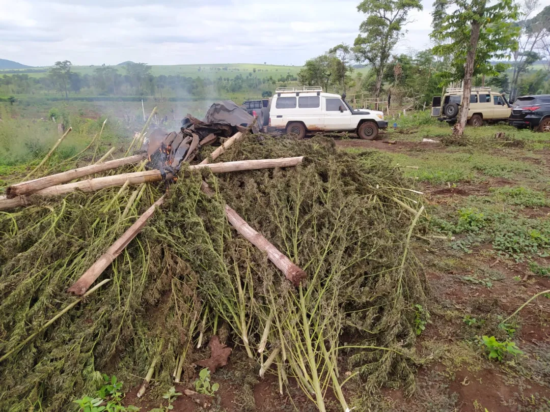 SENAD anula producción de 54 toneladas de marihuana en Amambay