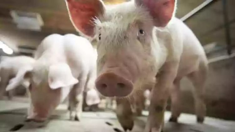 Alerta en Brasil por una nueva gripe porcina que se transmite a los humanos y tiene capacidad de generar una pandemia