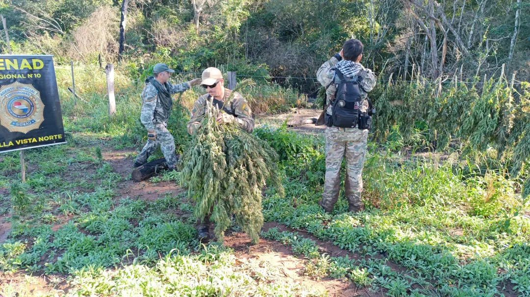 SENAD erradica plantación y destruye más de 7.000 kilos de marihuana en zona rural de Amambay