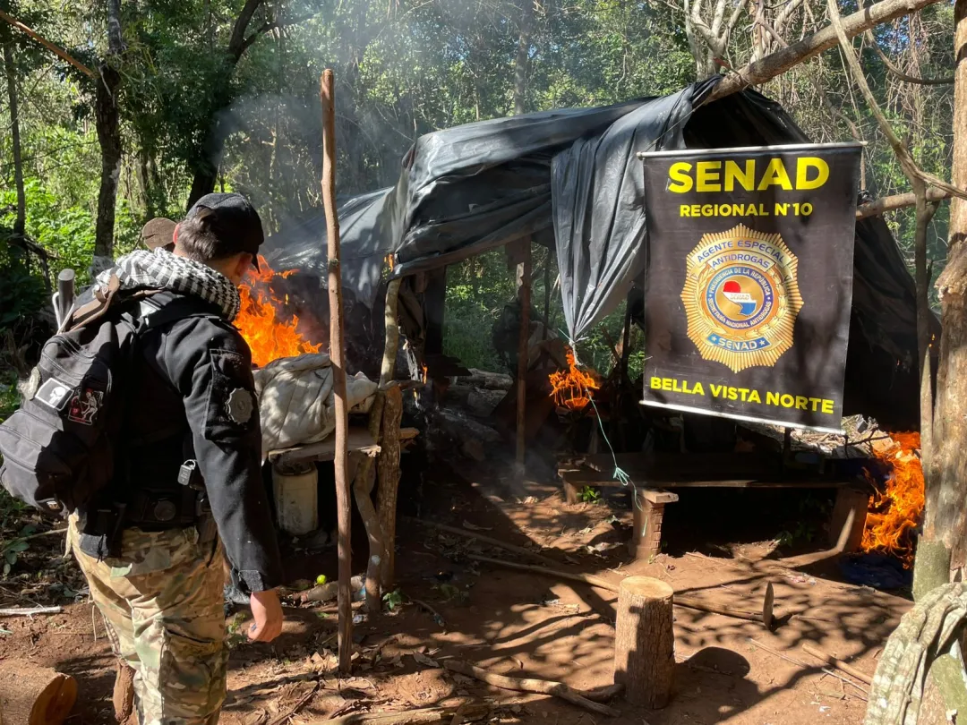SENAD ERRADICA CINCO HECTÁREAS DE MARIHUANA DESTINADAS A ORGANIZACIONES CRIMINALES EN AMAMBAY