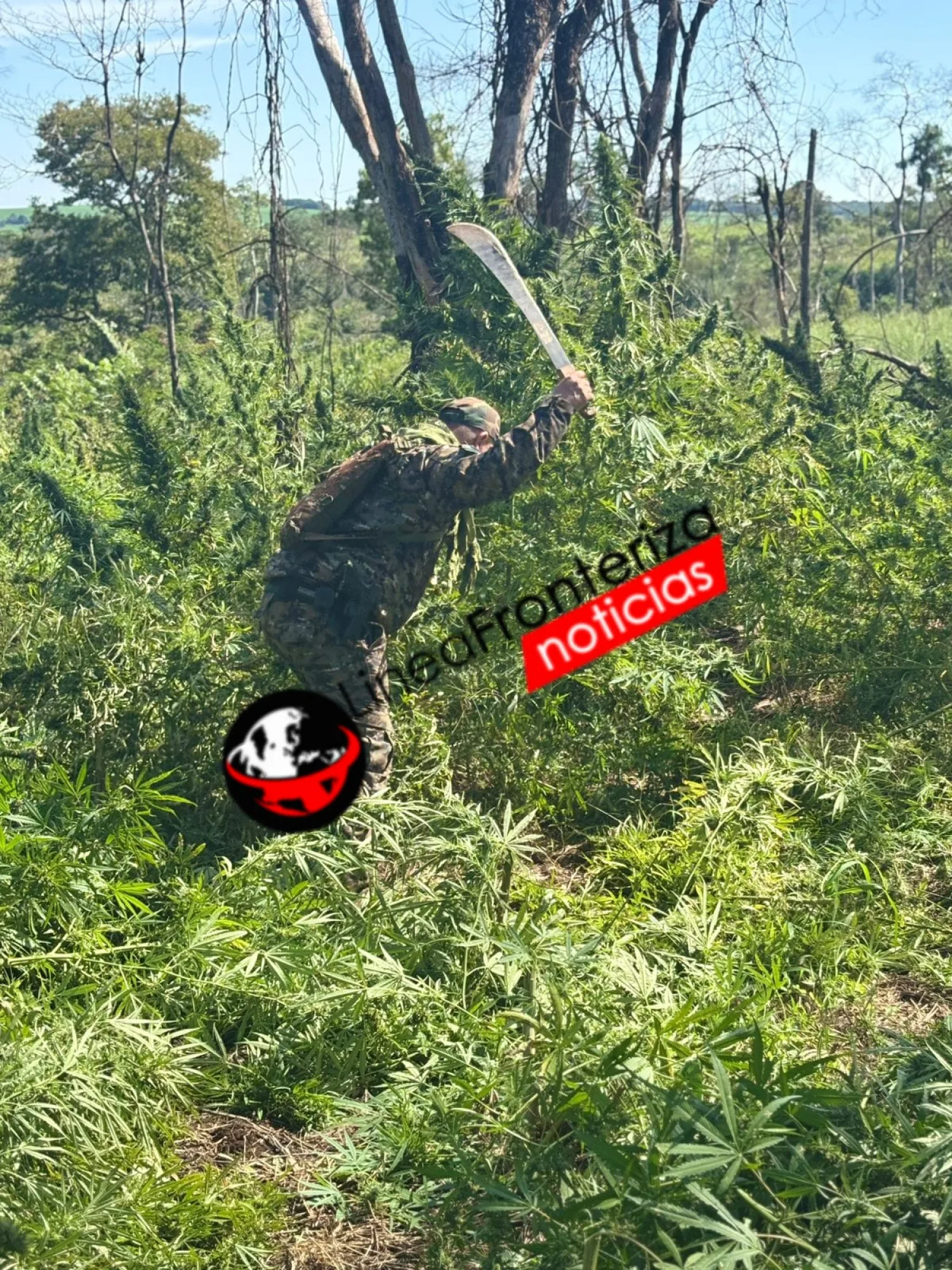 Destruyen 5 hectáreas de marihuana y 800 kilos de droga picada en operativo en Amambay