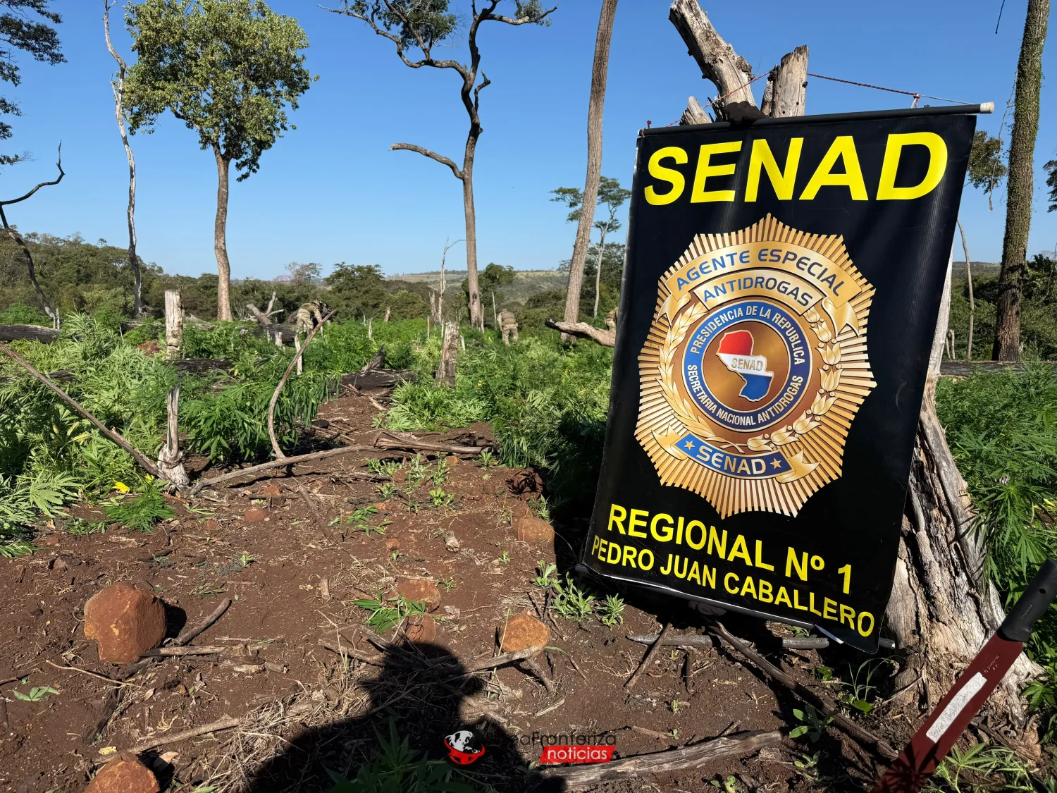 SENAD destruye 8 hectáreas de marihuana y desmantela campamentos en Cerro Cora