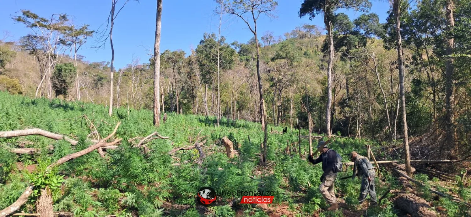 PARAGUAY Y BRASIL INICIAN MEGAOPERATIVO CONTRA LA PRODUCCIÓN DE MARIHUANA EN AMAMBAY