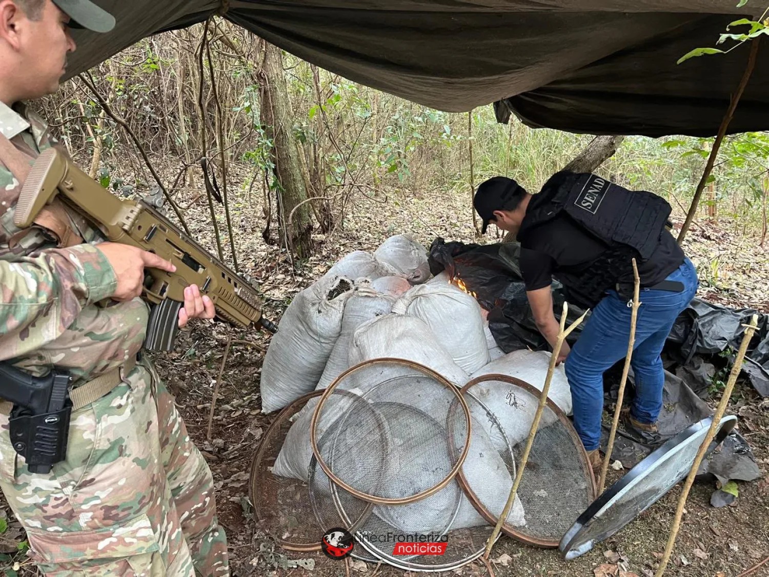 SENAD destruye más de 4 toneladas de marihuana durante allanamiento en Cerro Corá