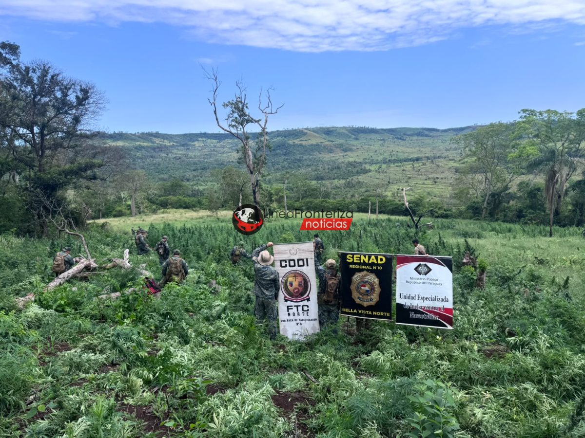 Erradican 9 hectáreas de supuesta marihuana durante allanamiento rural en Bella Vista Norte