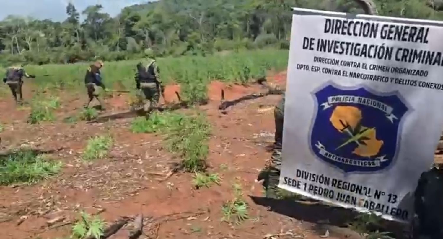 Destruyen 7 hectáreas de marihuana en operativo antidrogas en Amambay