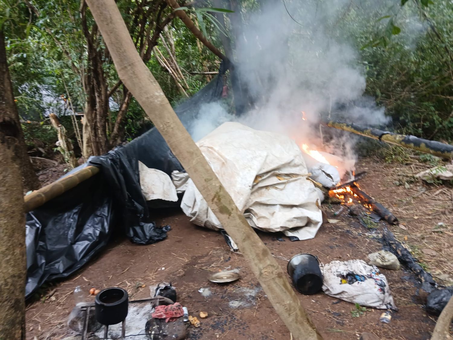 Golpe al narcotráfico en Amambay: destruyen 10 hectáreas de marihuana y más de 2.800 kilos de droga