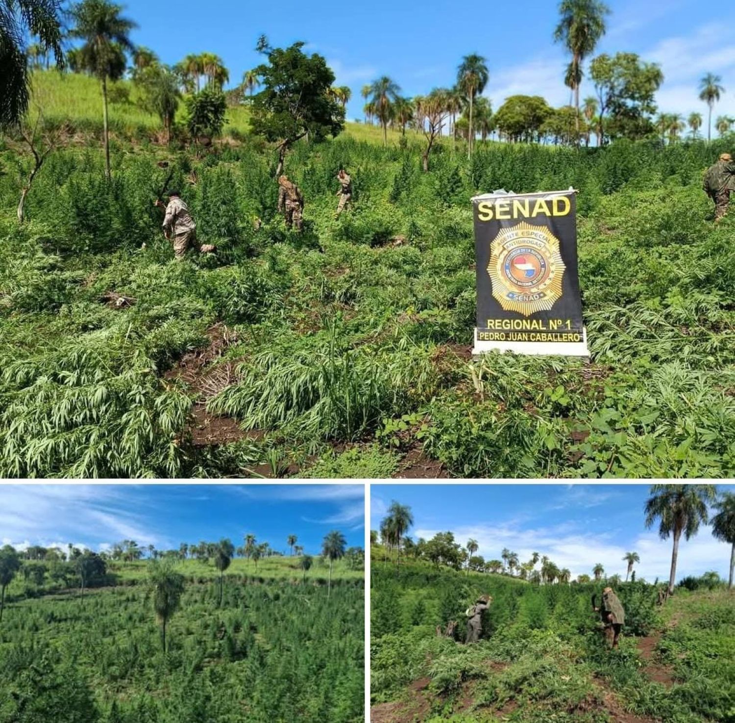Golpe al narcotráfico en Cerro Corá